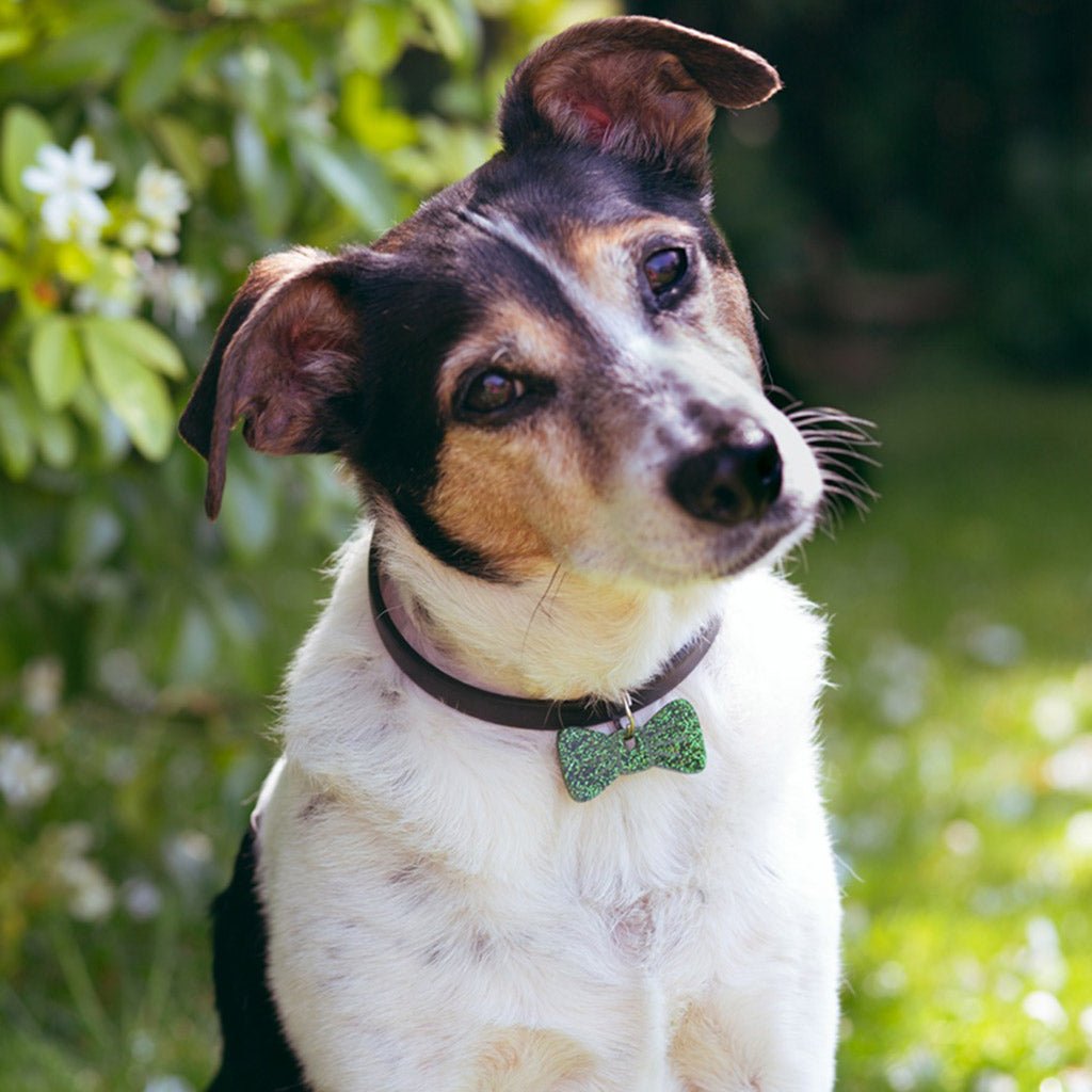 Wren & Rye Forest Glitter Pooch & Pooch Parent BowDangle Set