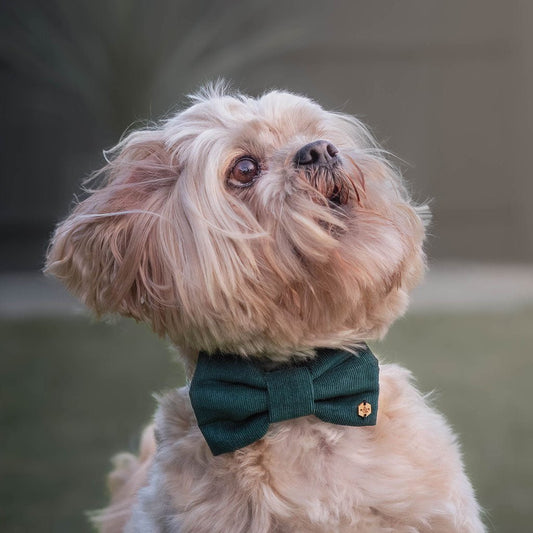 Wren & Rye Forest Green Corduroy Dog Bow Tie