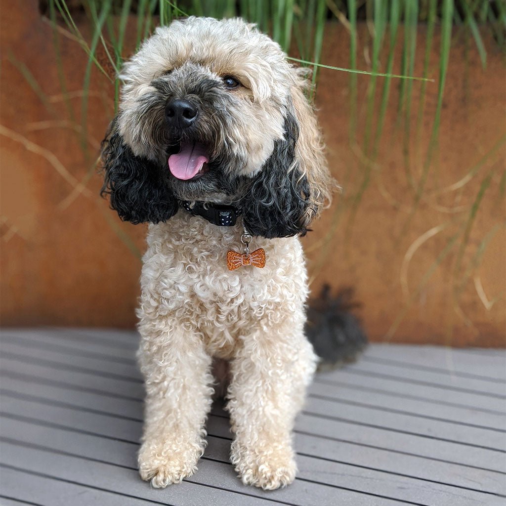 Wren & Rye Ginger Fizz Pooch & Pooch Parent BowDangle Set