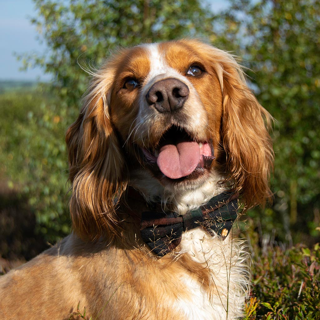 Wren & Rye Green & Brown Tartan Dog Bow Tie