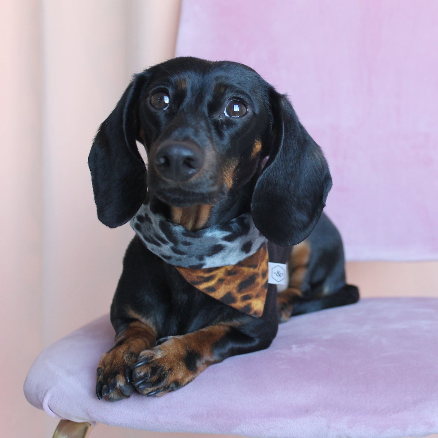 Wren & Rye Grey Tan Leopard Reversible Bandana