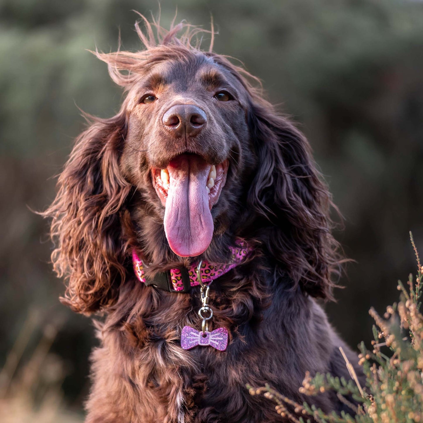 Wren & Rye Hot Pink Leopard Print Dog Collar
