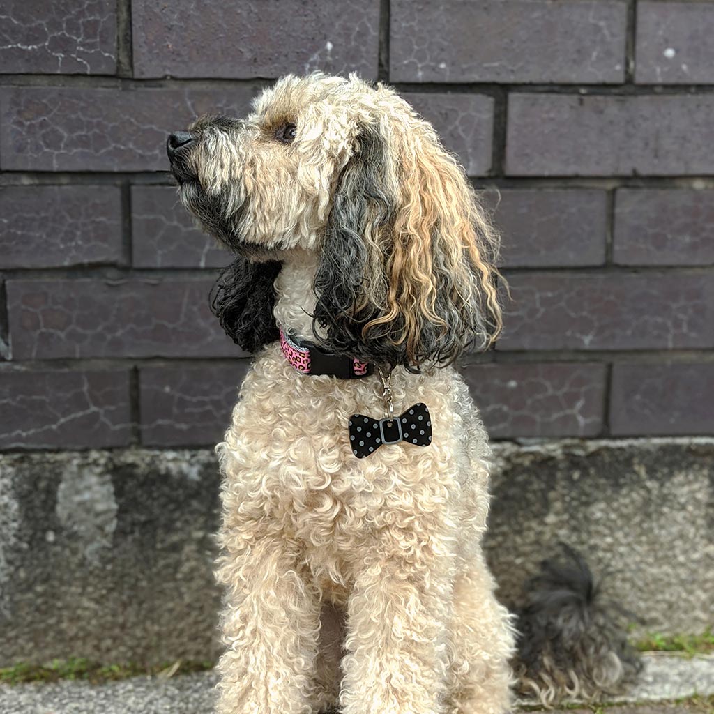 Wren & Rye Pink Leopard Print Dog Collar