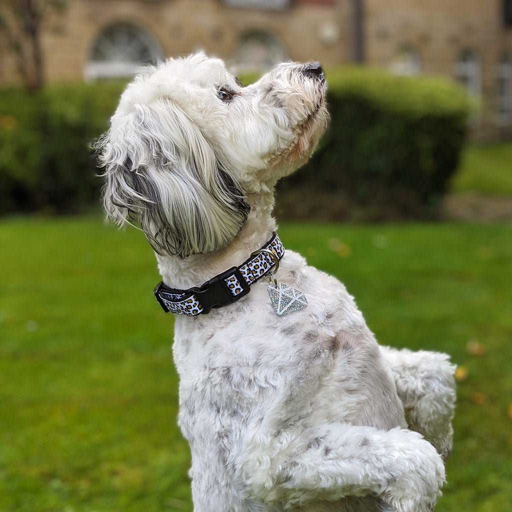 Wren & Rye Snow Leopard Print Dog Collar