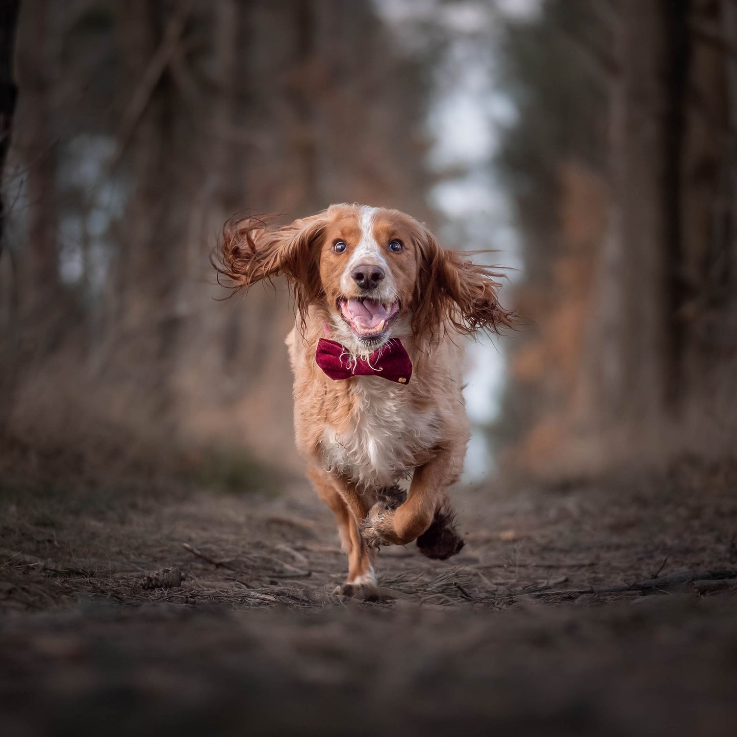 Wren & Rye Wine Corduroy Dog Bow Tie