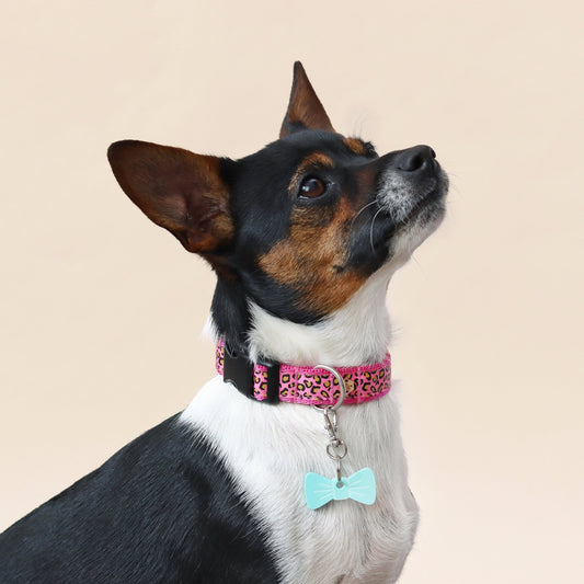Wren & Rye Aqua Splash Mini BowDangle