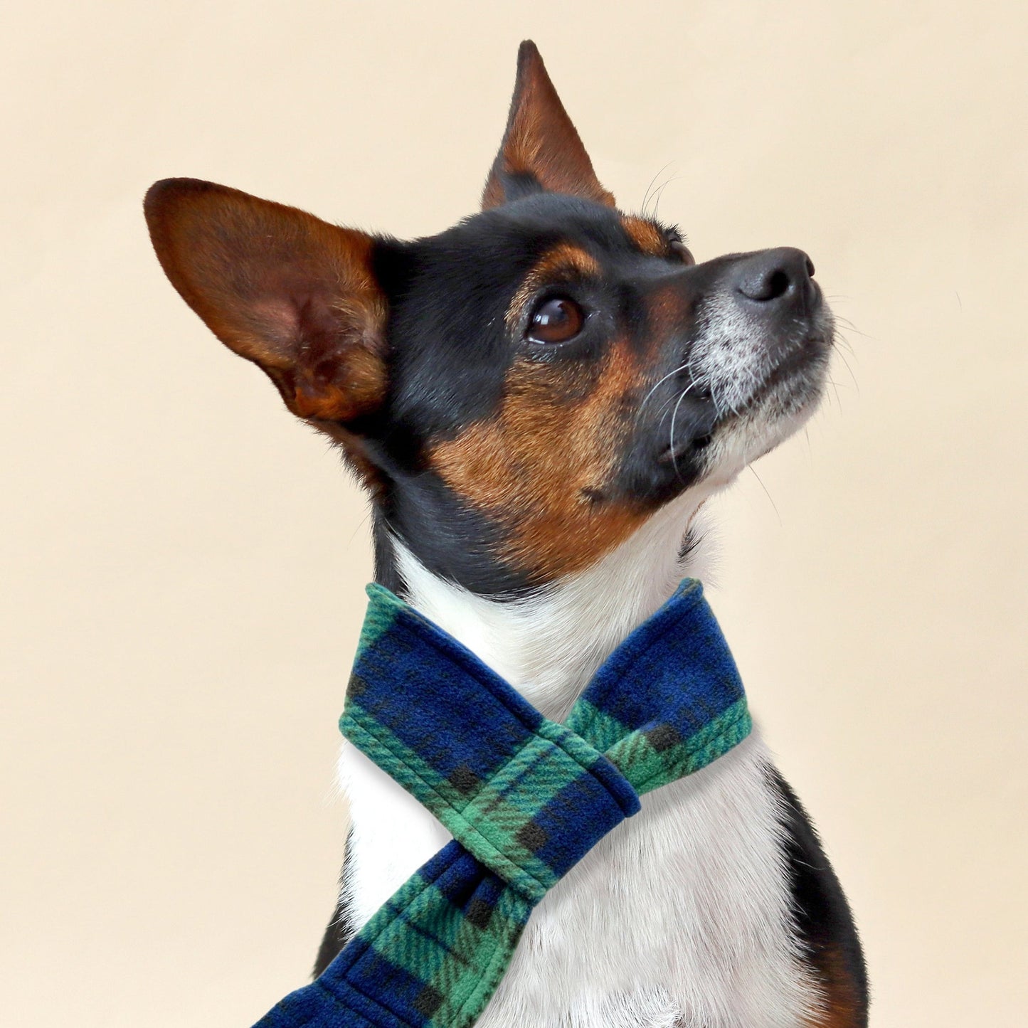 Wren & Rye Blue & Green Clifton Highland Tartan Fleece Pet Scarf