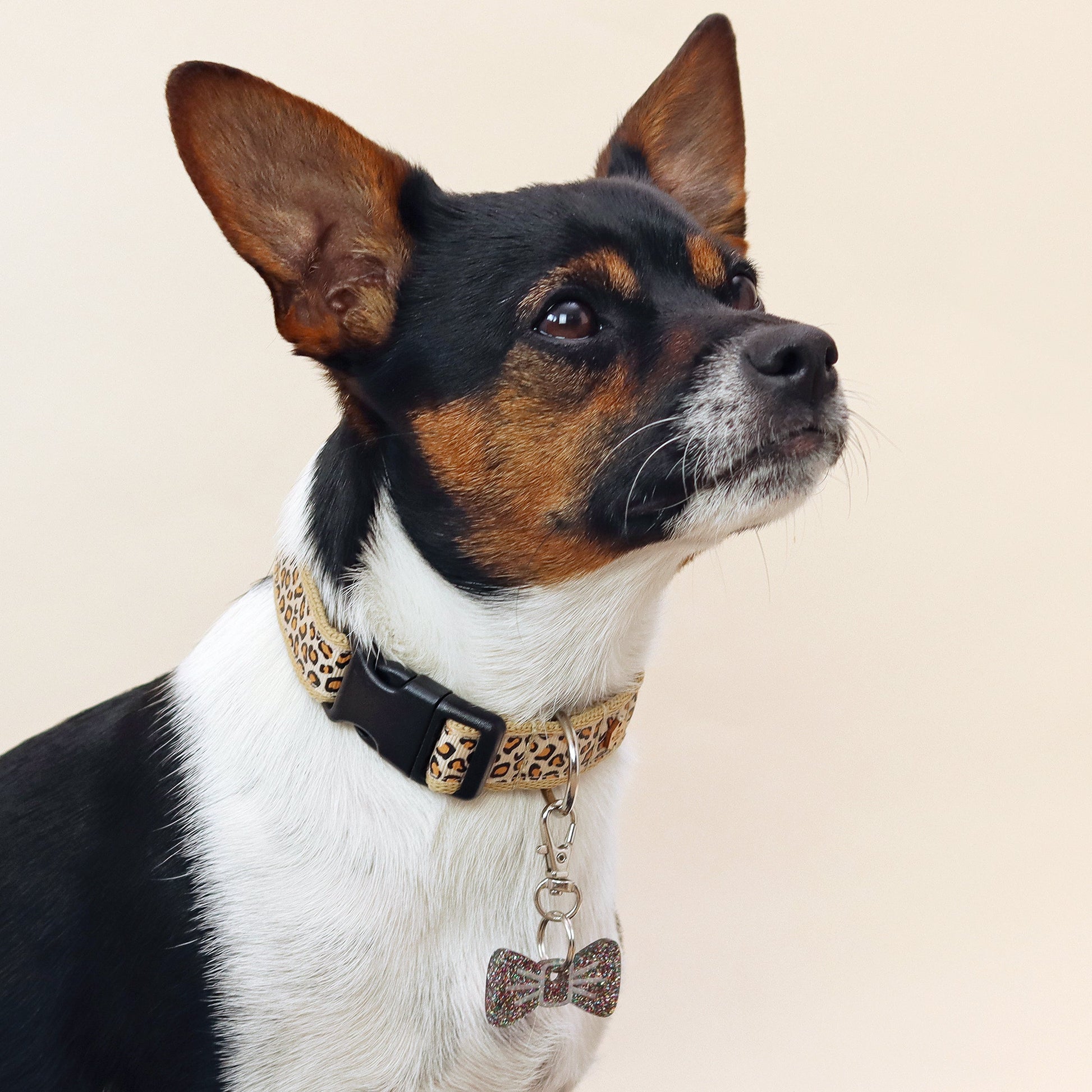 Wren & Rye Caramel Latte Leopard Print Dog Collar