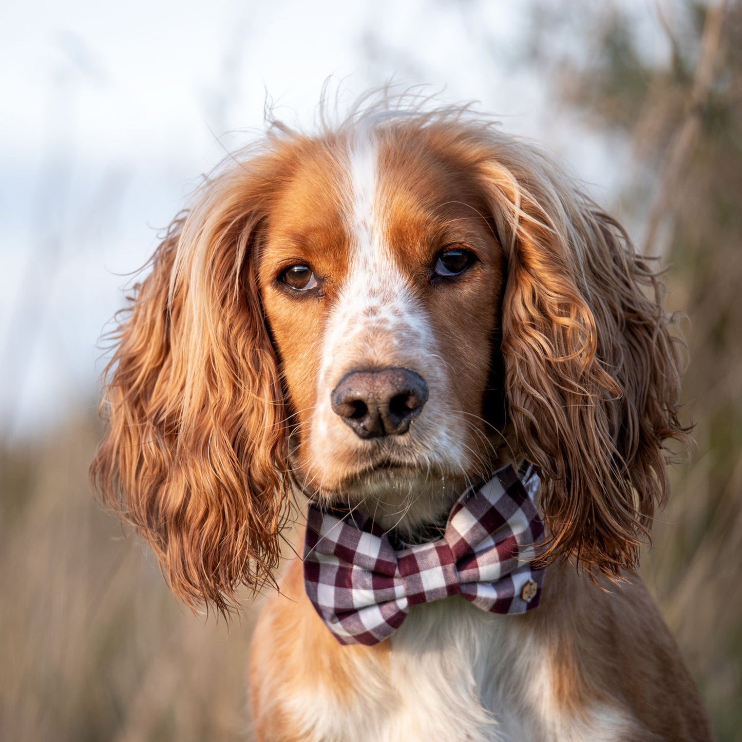 Wren & Rye Deep Purple Gingham Dog Bow Tie
