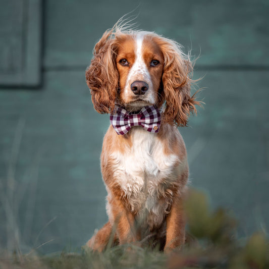 Wren & Rye Deep Purple Gingham Dog Bow Tie