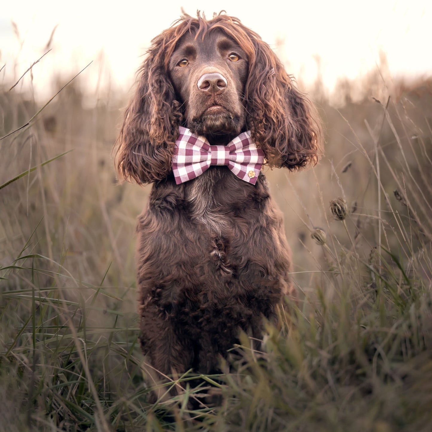 Wren & Rye Deep Purple Gingham Dog Bow Tie