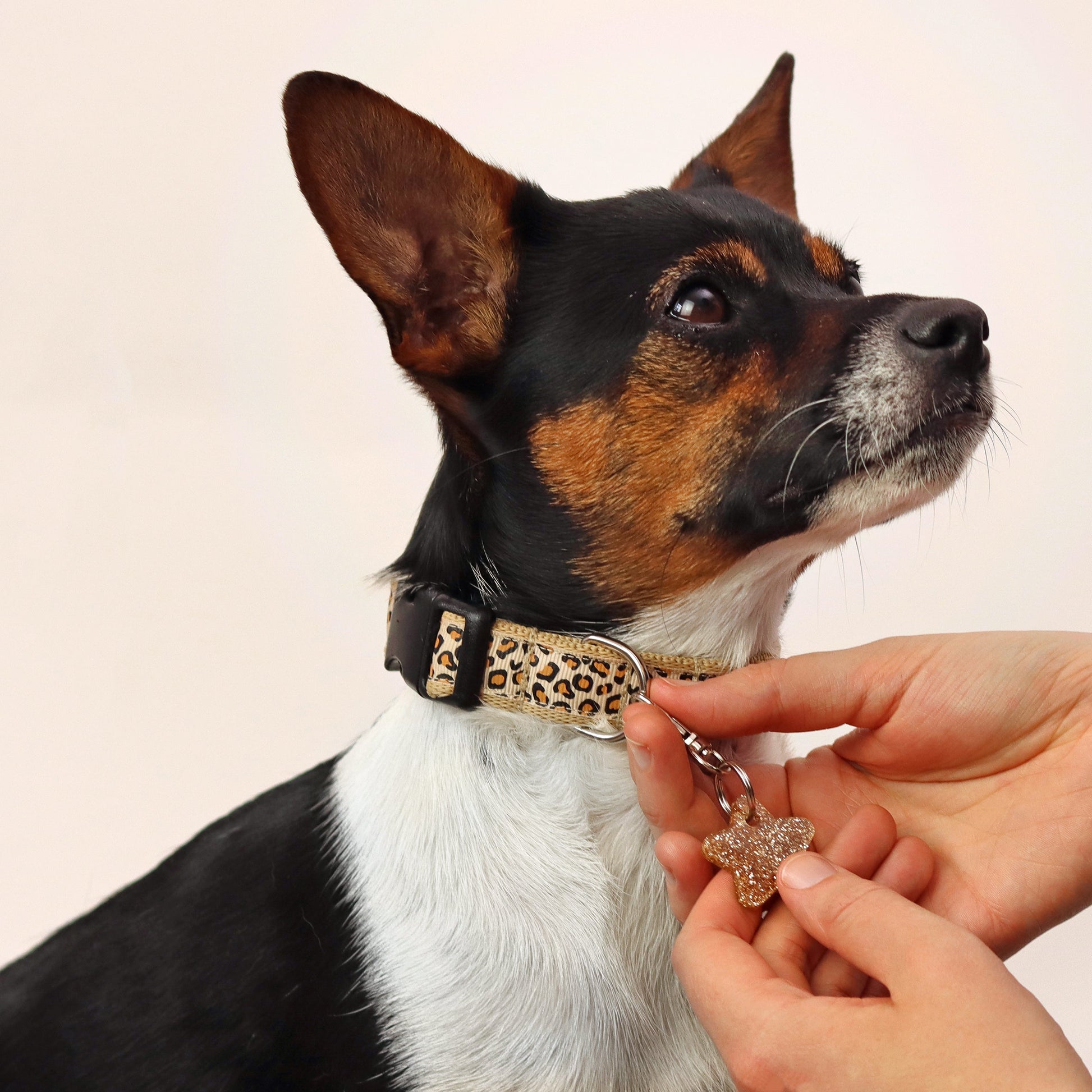 Wren & Rye Gold Star DinkyDangle