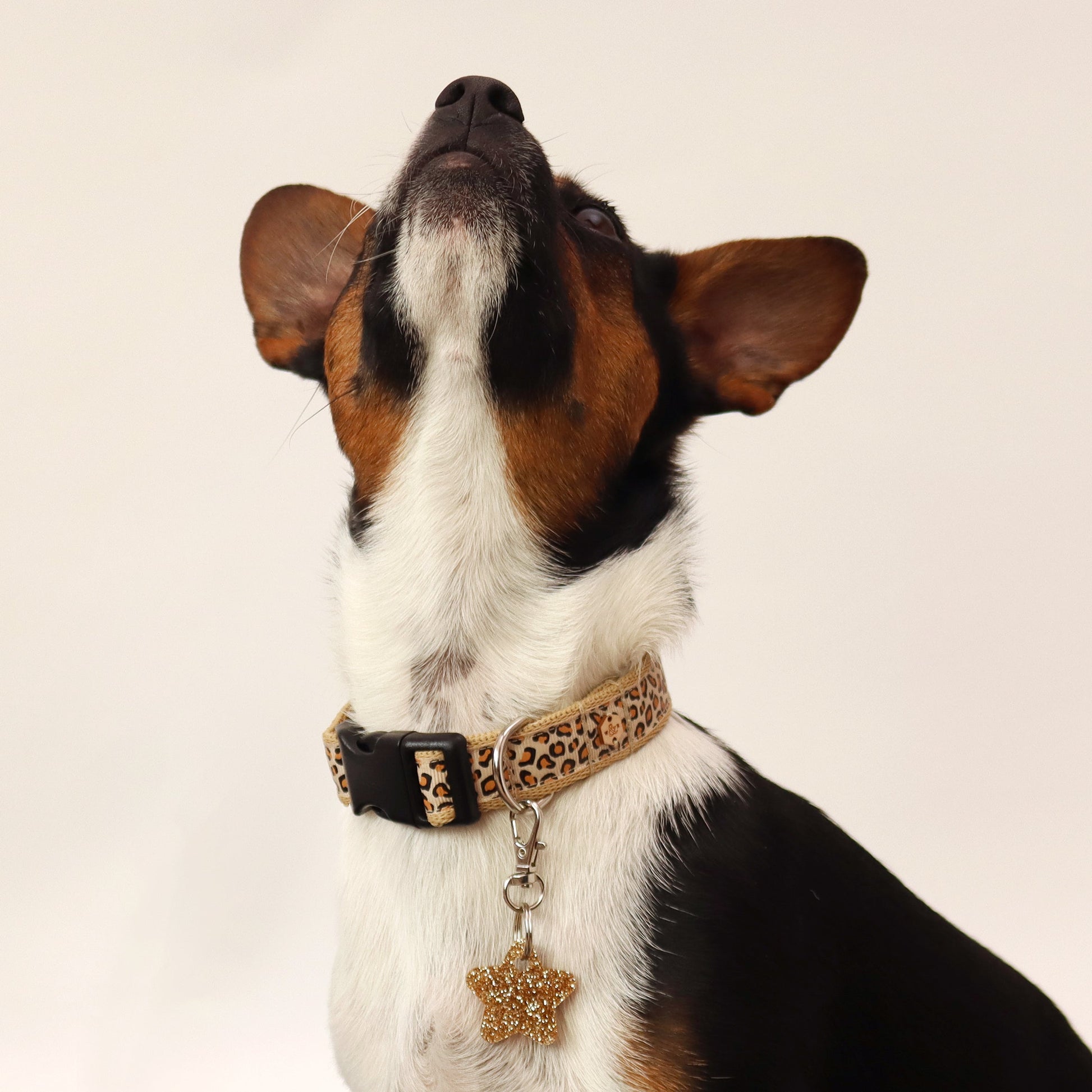 Wren & Rye Gold Star DinkyDangle