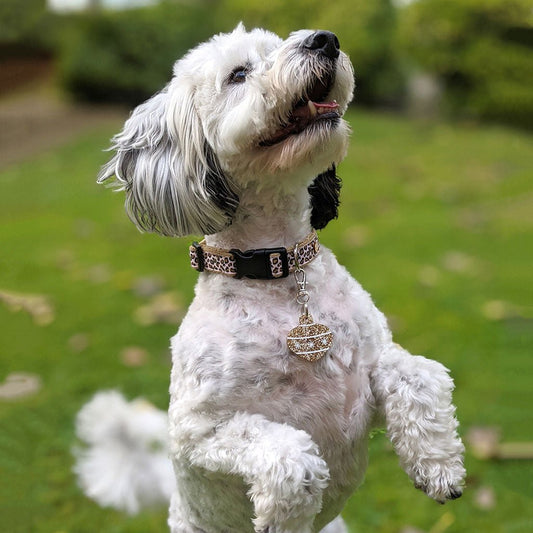 Wren & Rye Gold Twinkle Pawble BowDangle