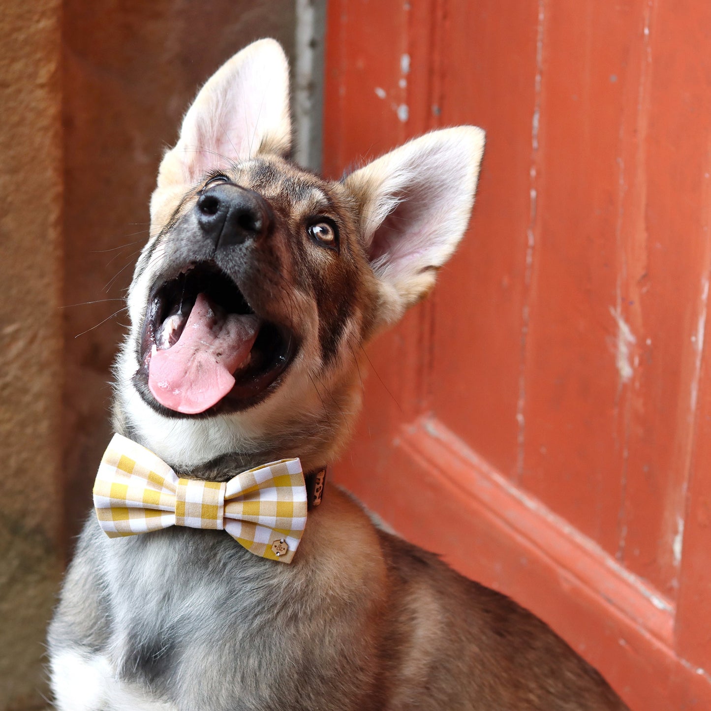 Wren & Rye Mustard Yellow Gingham Dog Bow Tie