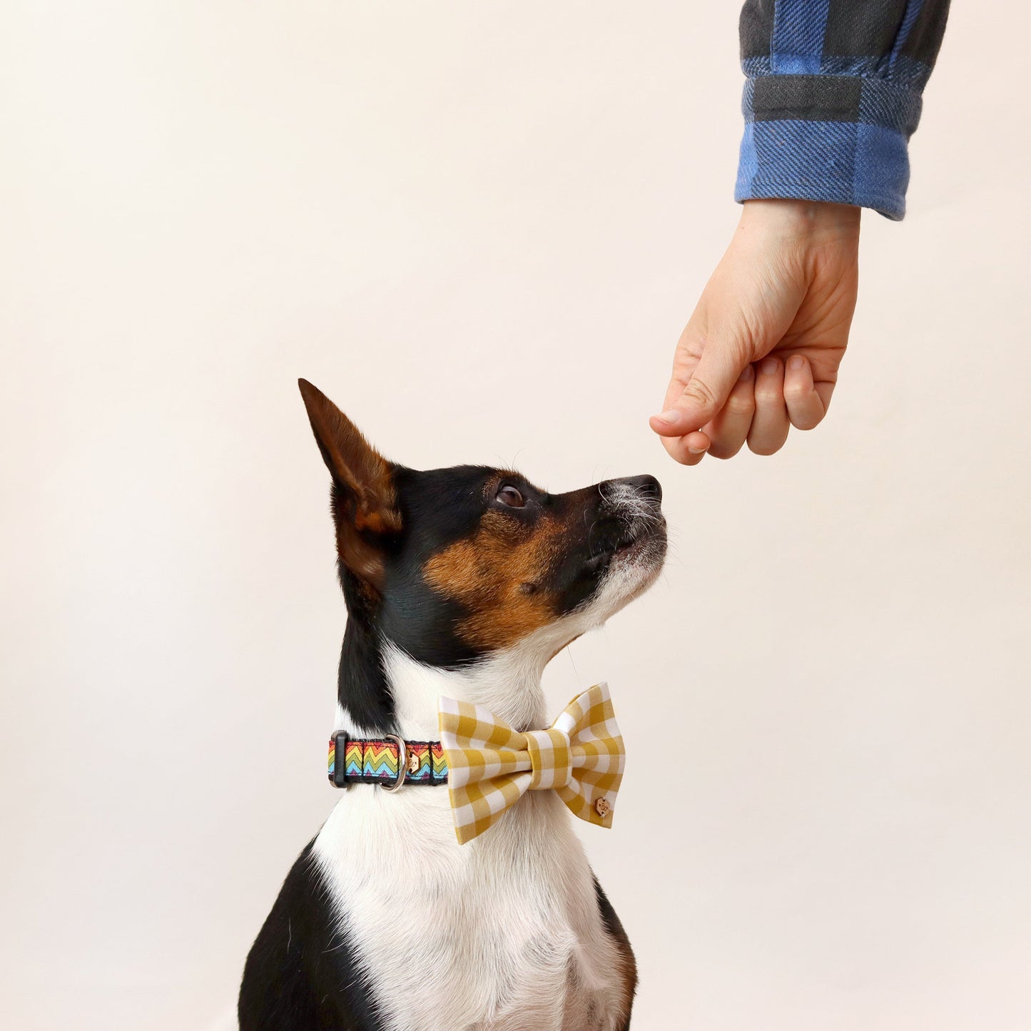 Wren & Rye Mustard Yellow Gingham Dog Bow Tie