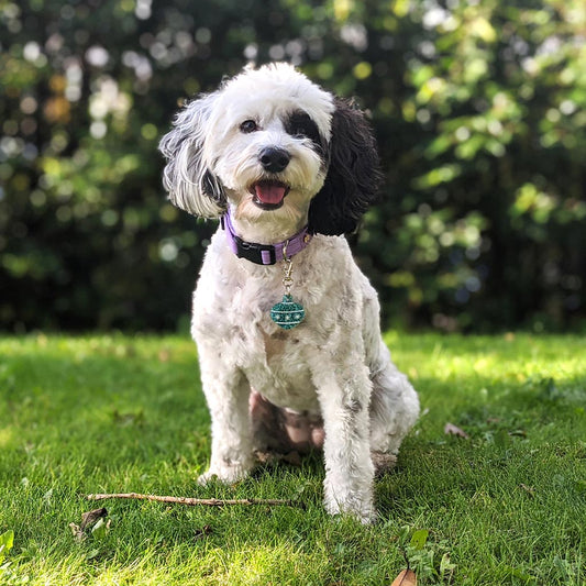 Wren & Rye Teal Twinkle Pawble BowDangle