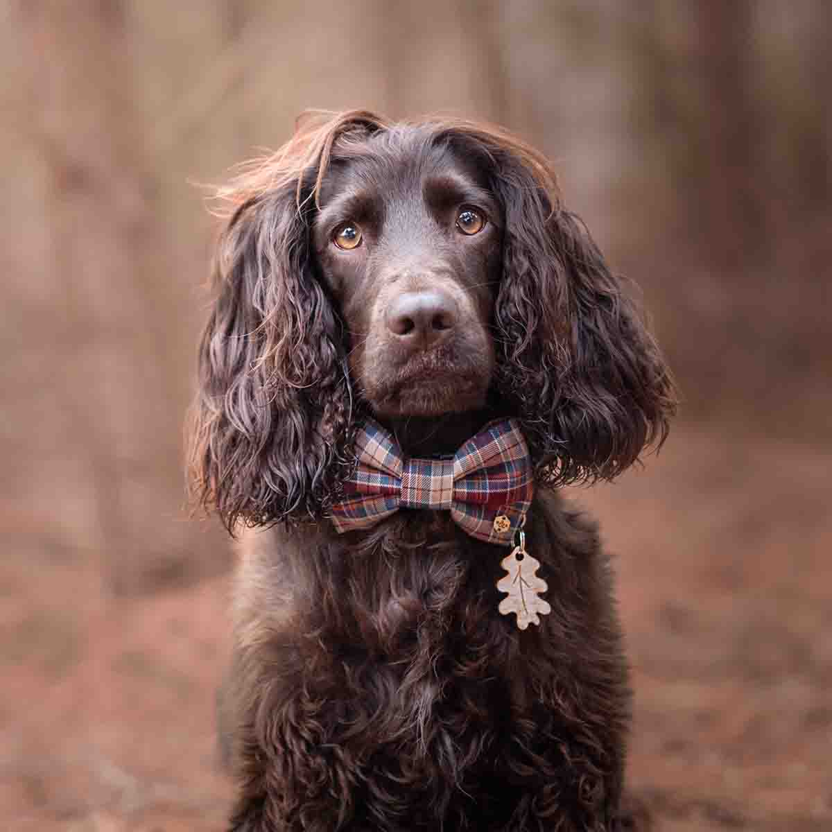 Wren & Rye Wood Oak Leaf BowDangle