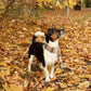 Beige Highland Tartan Fleece Pet Scarf