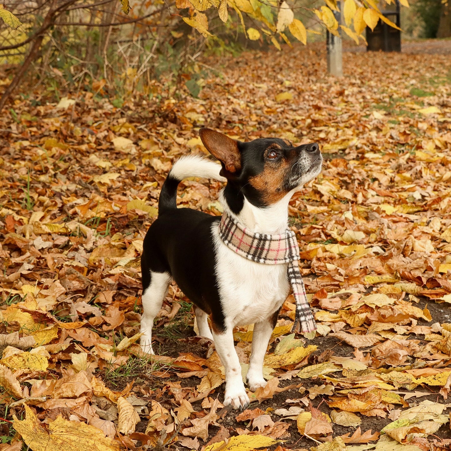 Beige Highland Tartan Fleece Pet Scarf
