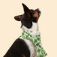 Groovy Green Fleece Pet Scarf