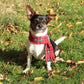 Royal Stewart Highland Tartan Fleece Pet Scarf