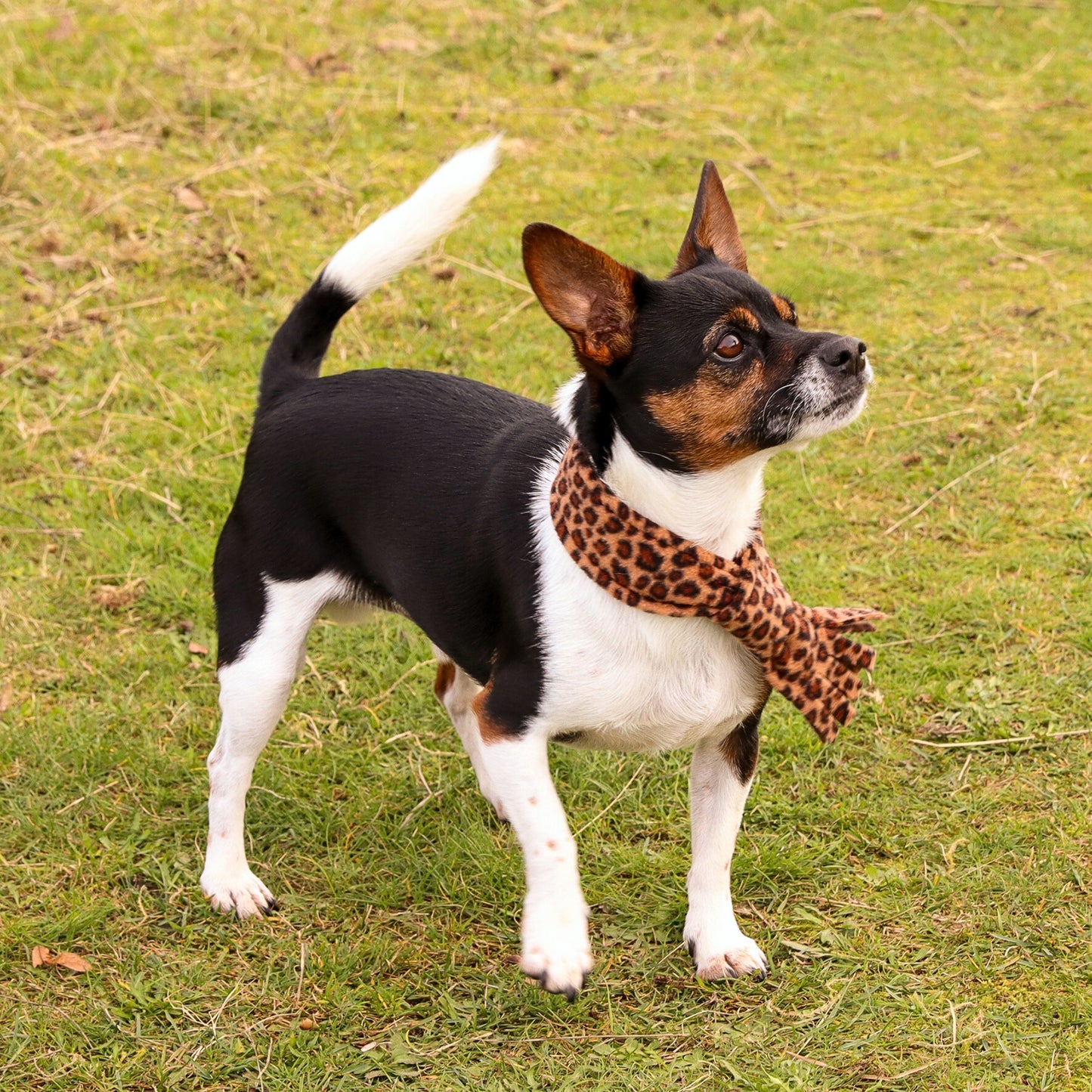 Tawny Brown Leopard Fleece Pet Scarf