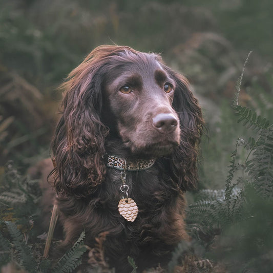 Wren & Rye Forest Fir Leopard Print Dog Collar