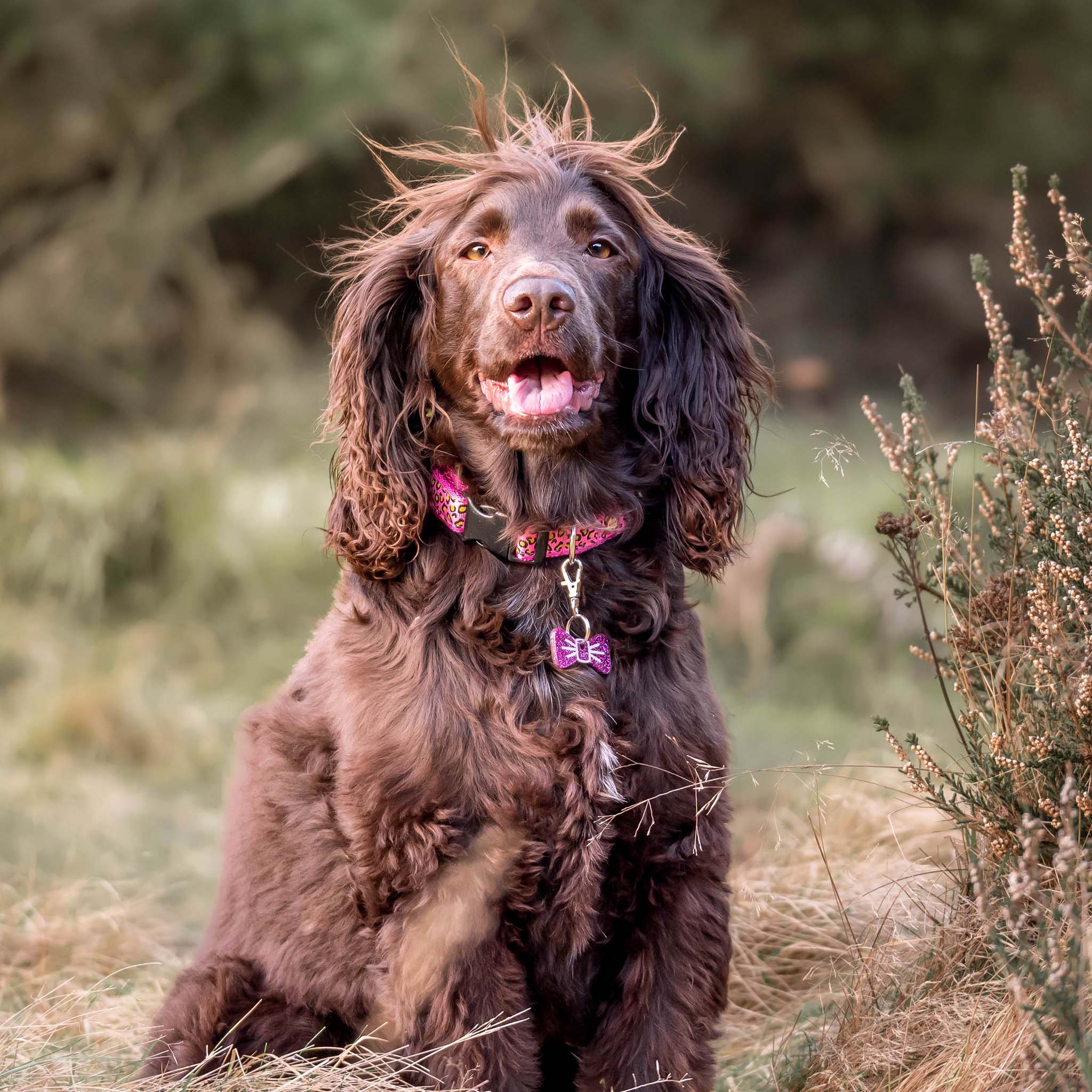 Mini 2024 boykin spaniel