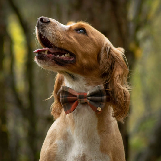 Wren & Rye Orange & Brown Tartan Dog Bow Tie