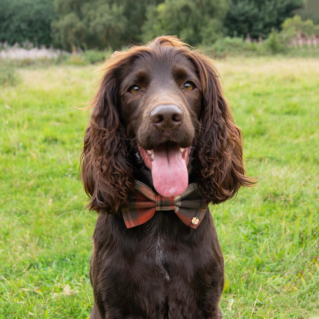 Wren & Rye Orange & Brown Tartan Dog Bow Tie