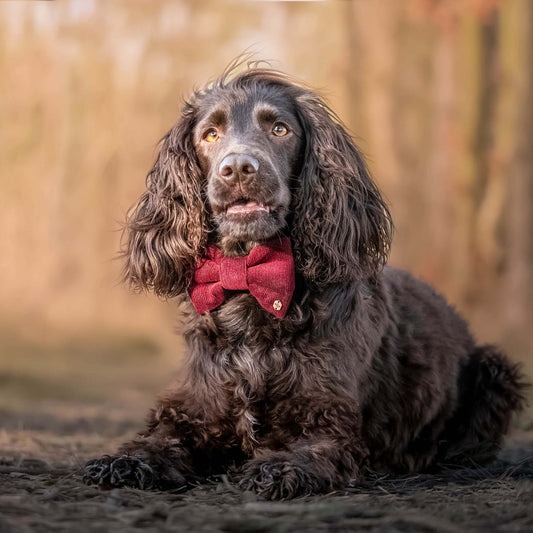 Wren & Rye Wine Corduroy Dog Bow Tie