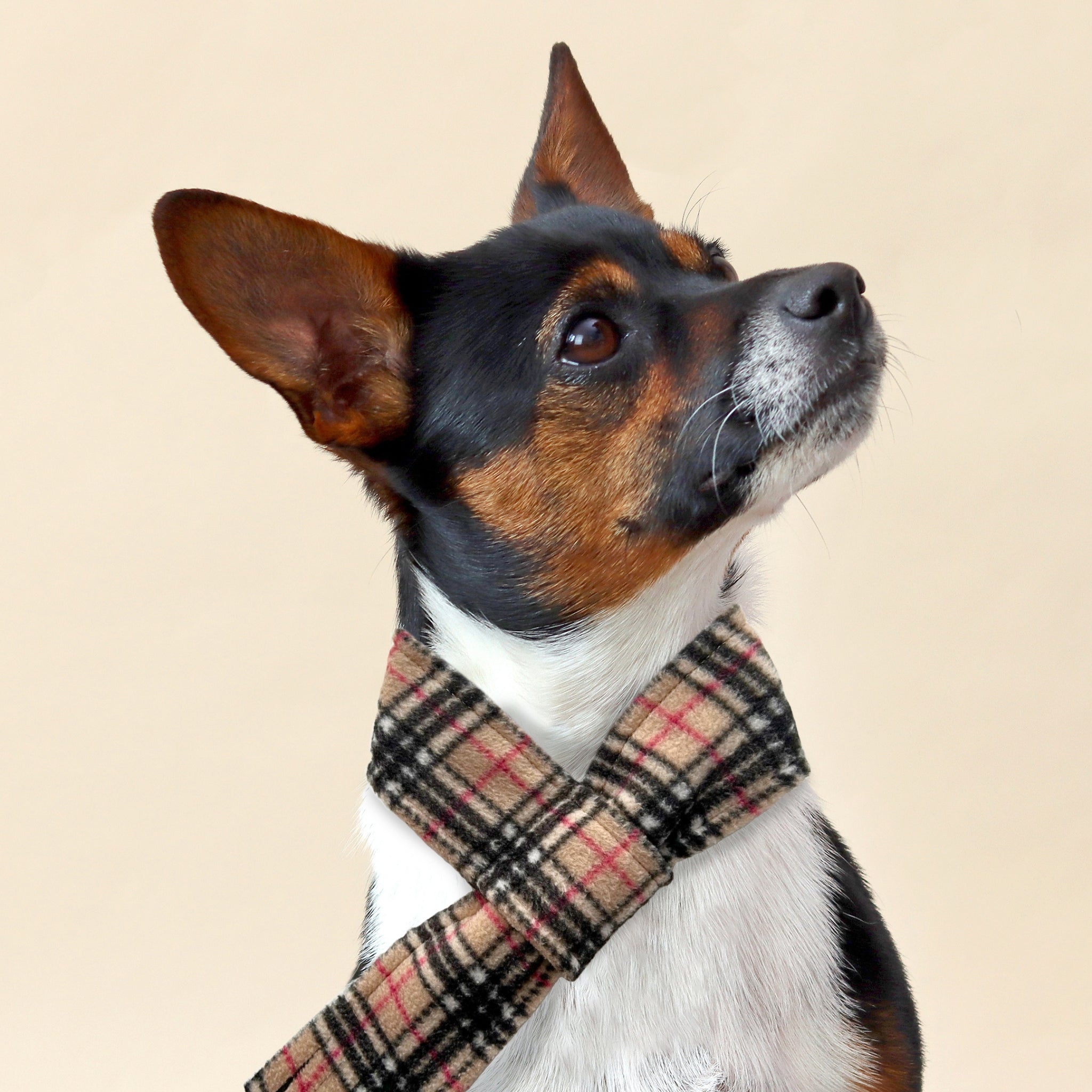 Fleece dog scarf clearance pattern