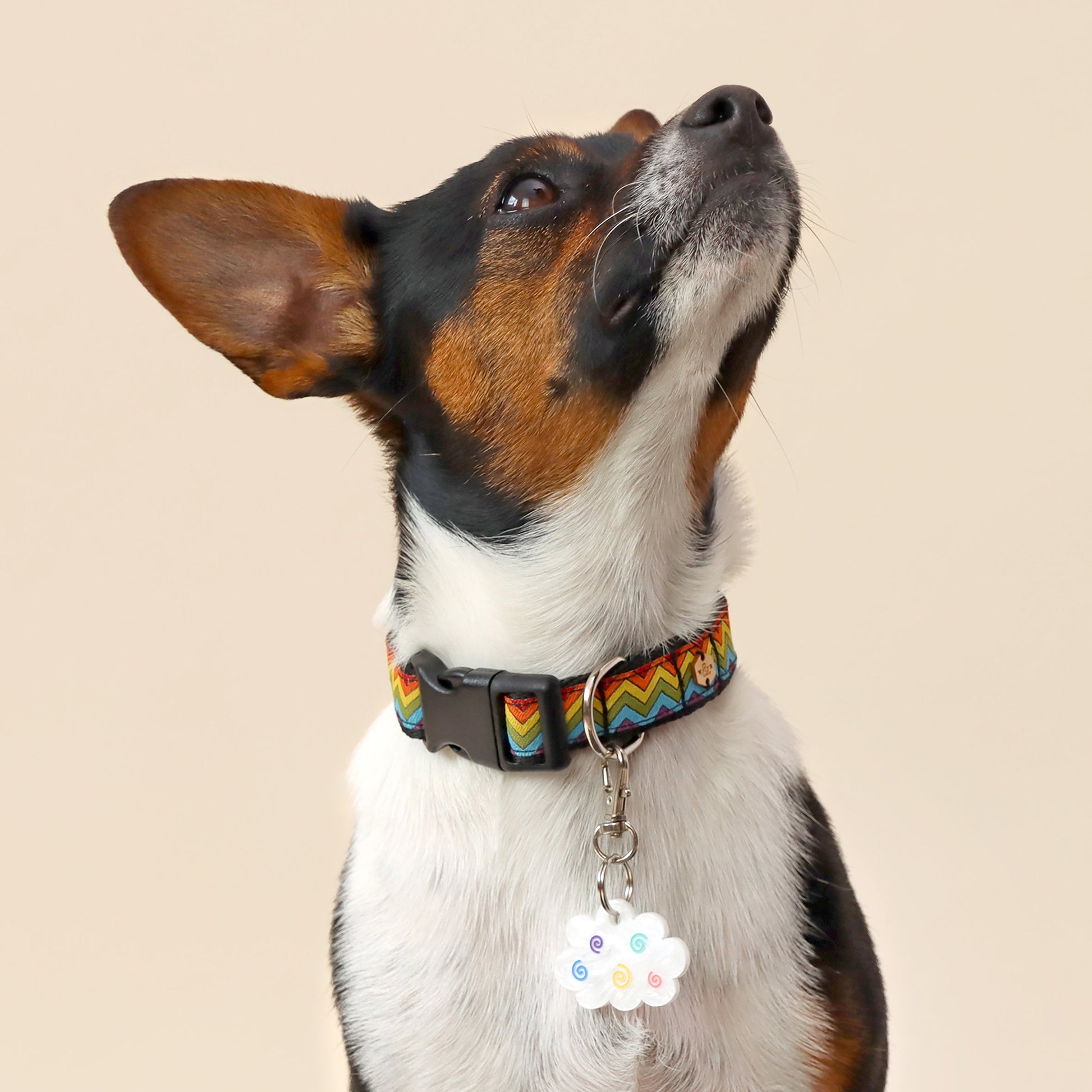 Wren & Rye Rainbow Chevron Dog Collar