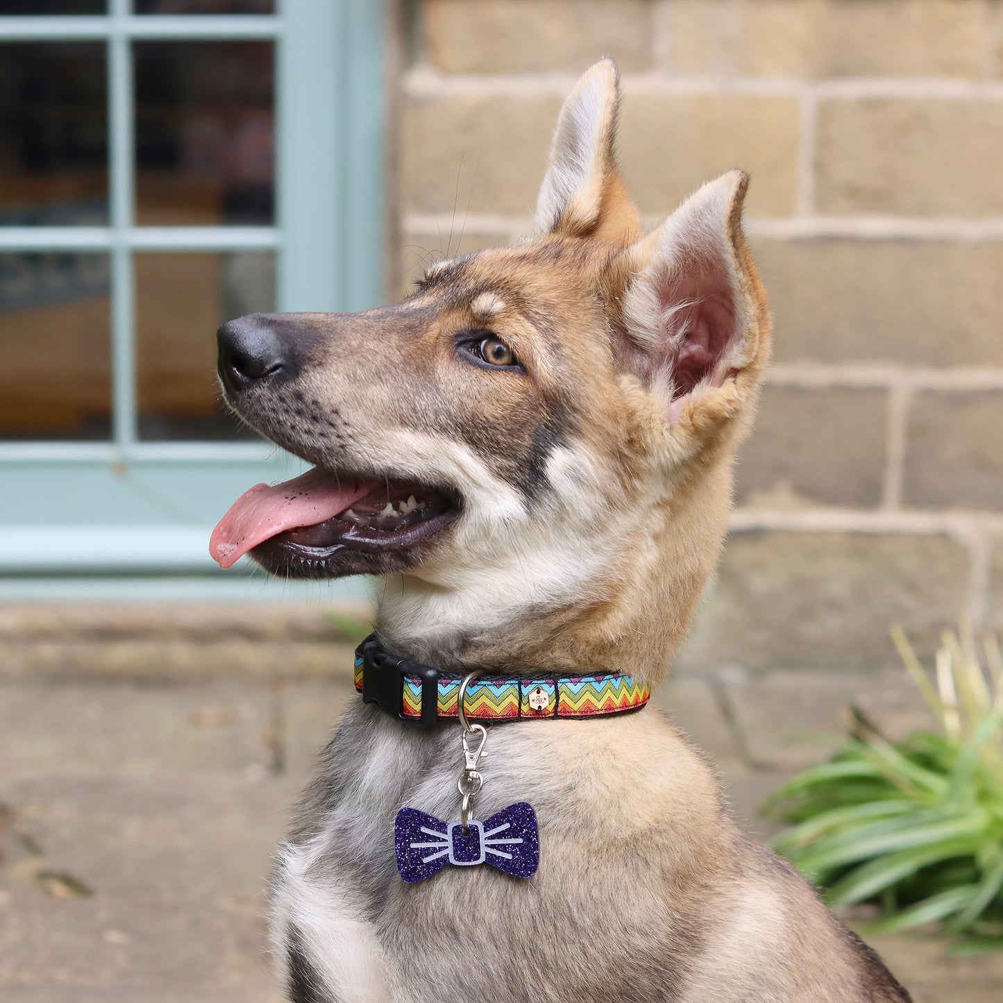 Wren & Rye Rainbow Chevron Dog Collar