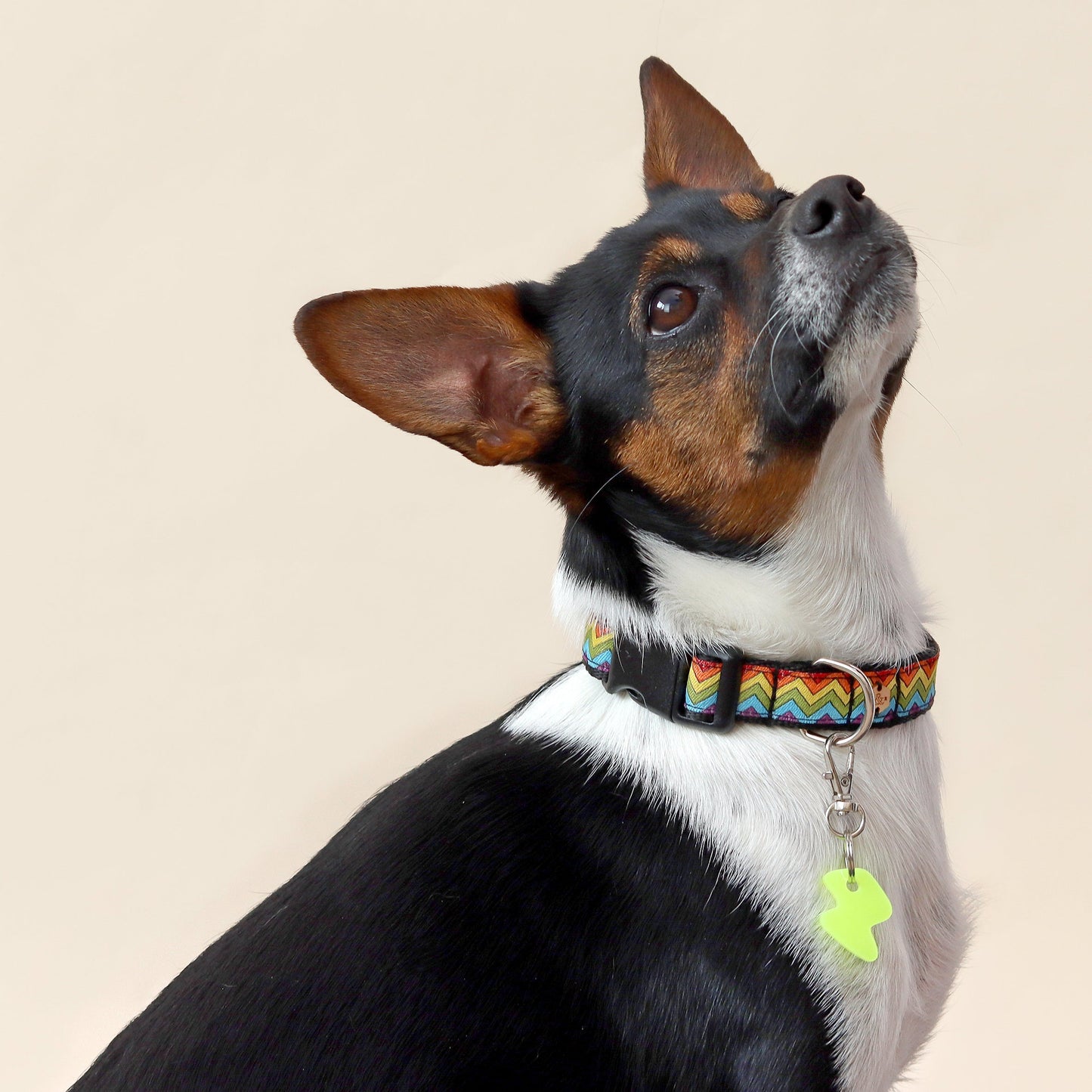 Wren & Rye Rainbow Chevron Dog Collar